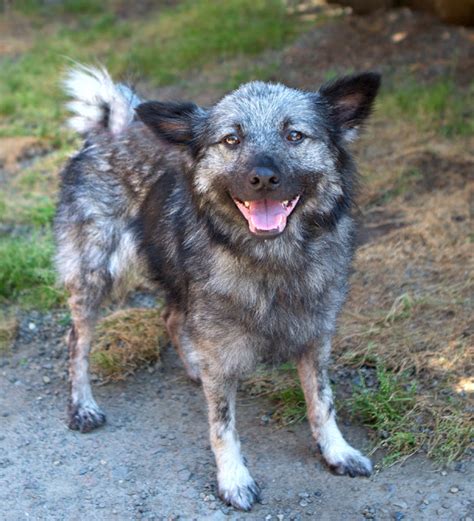 Shelter Dogs of Portland: "MACK" irresistable! Norwegian Elkhound mix