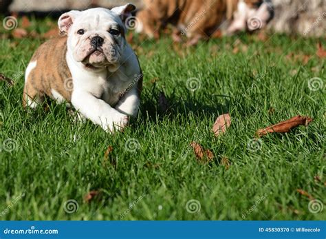 English bulldog puppy stock photo. Image of playing, canine - 45830370