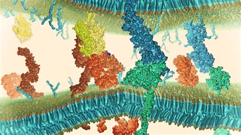 Receptor-Ligand Interactions | Bruker