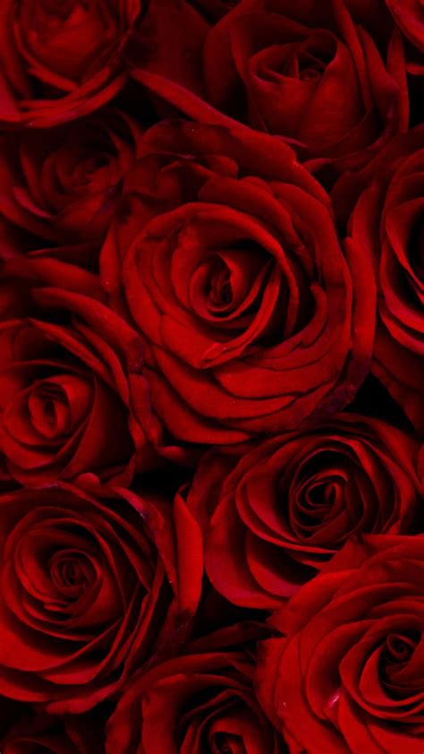 Dark, red roses, decorative, 720x1280 wallpaper | Rote fotografie, Roter hintergrund, Rote dinge