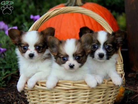 Papillon Puppies For Sale | San Antonio, TX #142969