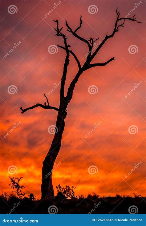 Silhouette, Dead Tree at Sunset, Sunbury, Victoria, Australia, May 2016 Stock Photo - Image of ...