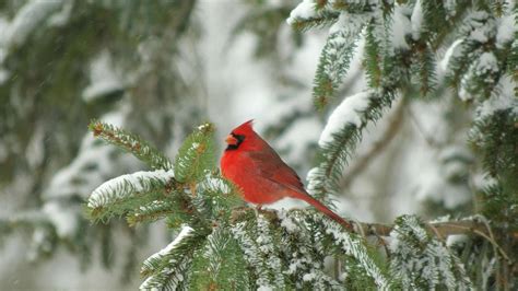 Cardinals In Snow Wallpaper (50+ images)