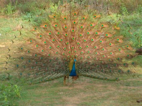 Beautiful Peacock Dance - Happiest Ladies