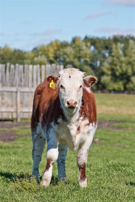 Breed History – Alberta Shorthorn Association