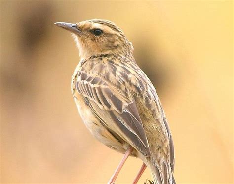 Native Bird Species Of India - WorldAtlas.com