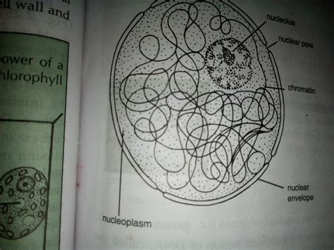 well labelled diagram of nucleus - Science - Diversity in Living ...