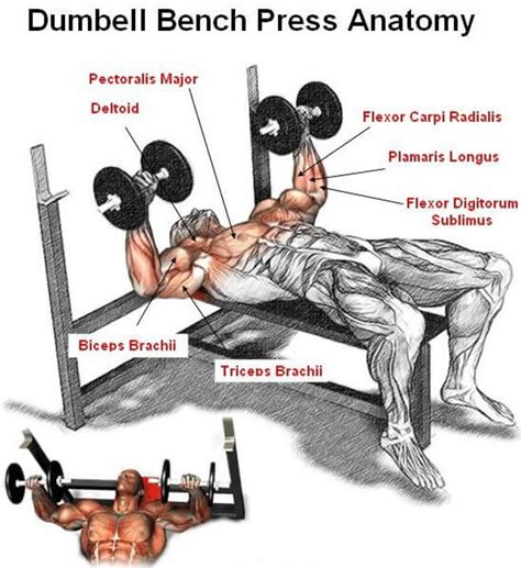 Dumbbell Bench Press: How to Perform, Variations and Benefits