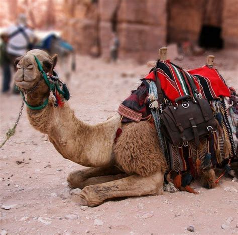 #CamelFact: Bactrian camels have two humps both of which are predominately used for bag carrying ...