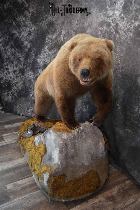 Grizzly Bear taxidermy mount for sale SKU 1254 | All Taxidermy