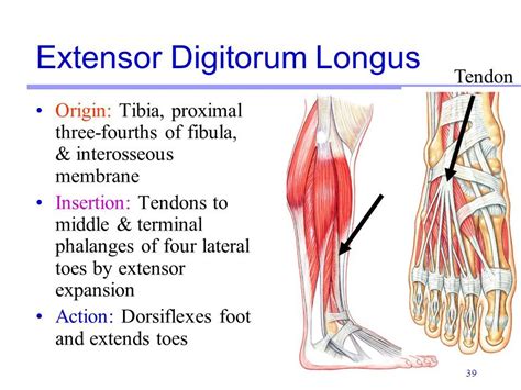 Extensor Digitorum Origin And Insertion