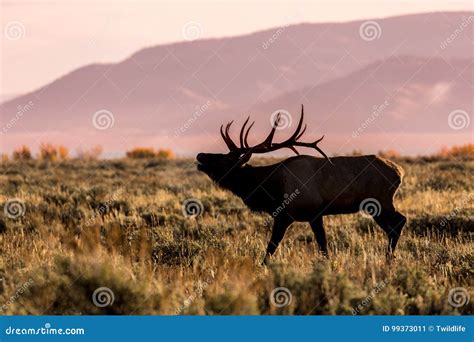 Bull Elk Bugling at Sunrise Stock Image - Image of rutting, bugling: 99373011