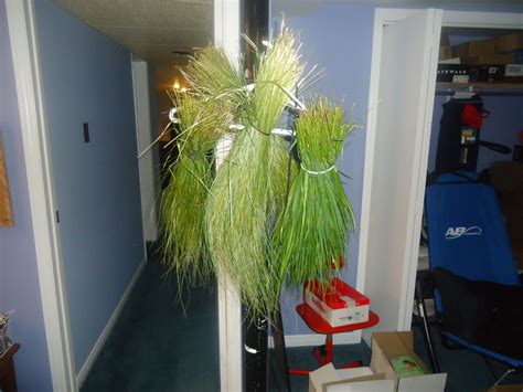 beautiful sweetgrass fresh from the garden | Traditional medicine, Room ...