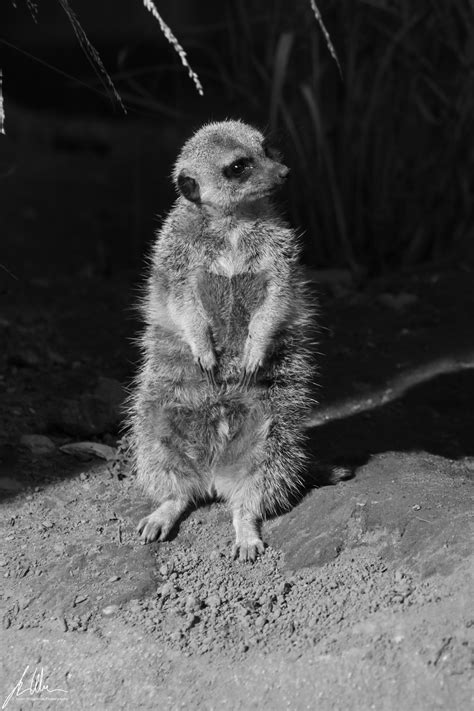 Norfolk Zoo Meerkat | Meerkat, Zoo, Animals