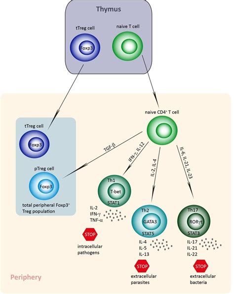 Cd T Cell Differentiation Na Ve Cd T Cells From The Thymus | Hot Sex ...