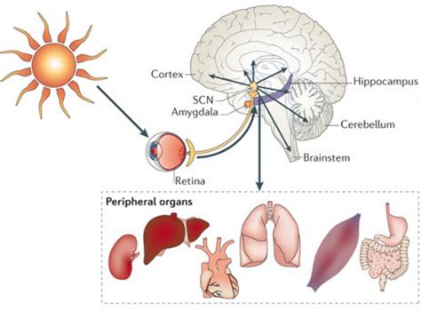 How and Why to Optimize your Circadian Rhythm | by Michelle Jonelis | Medium