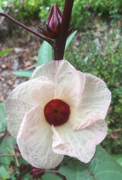 Hibiscus sabdariffa (Florida Cranberry, Indian Sorrel, Jamaican Tea, Maple-Leaf Hibiscus ...