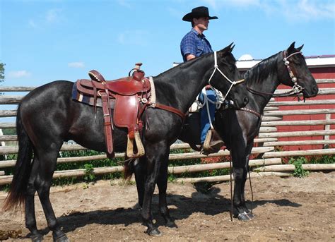 Horse Training – Northstar Livestock