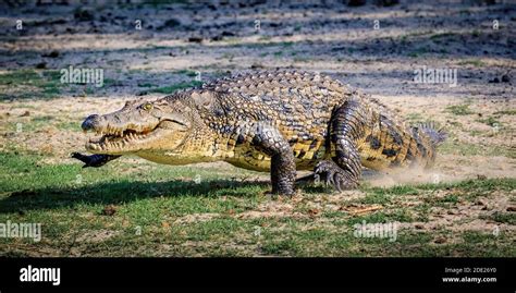 Running crocodile in Botswana Stock Photo - Alamy