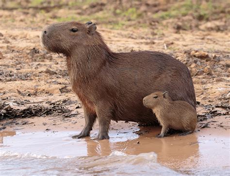 Brazil | Capybara with Pup