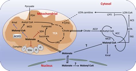 ACSF3 and Mal(onate)-Adapted Mitochondria: Cell Chemical Biology