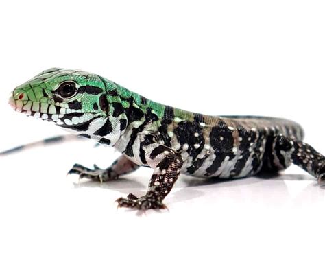 Argentine Tegu Morph & Hybrid List - Pets With Scales