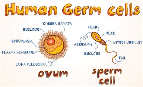 Viewpoint: We should be careful about 'crossing the germline' in gene ...