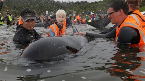 Hundreds of whales in 2nd New Zealand stranding able to swim free | CBC ...