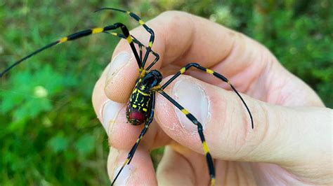 Giant venomous flying joro spiders to invade the New York area in 2024