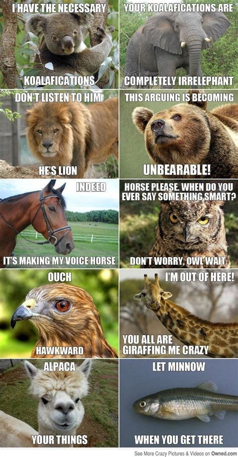 Funny Animals Names Meme