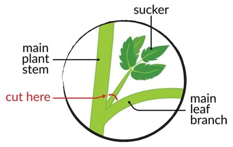 Mastering the Art of Pruning Tomatoes: A Comprehensive Guide | sharingideas