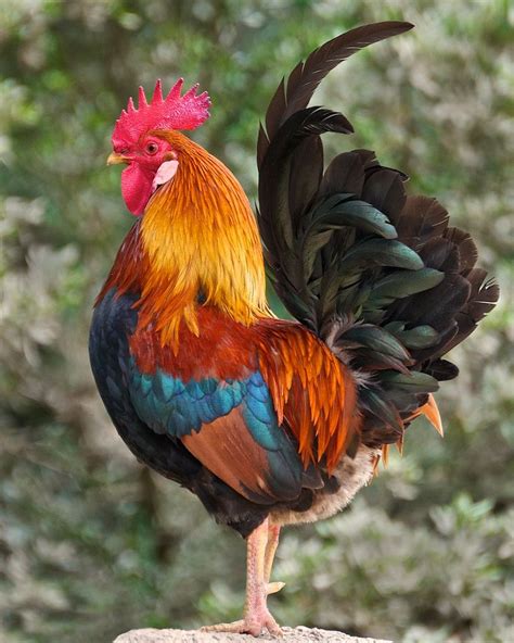 Pantone | Gabriel Chalmeta | Flickr Pretty Birds, Beautiful Birds, Animals Beautiful, Rooster ...