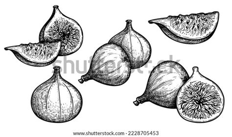 Figs Sketch Style Set Fruit Fig Stock Vector (Royalty Free) 2228705453 ...