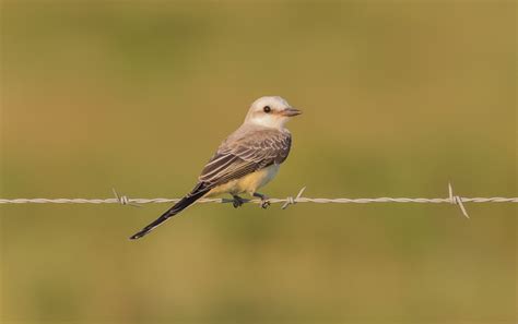 Scissor-tailed Flycatcher on Behance