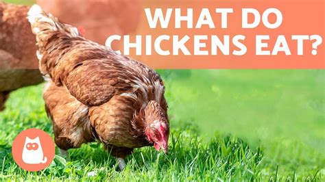 What do CHICKENS Eat? - All About Feeding HENS - YouTube