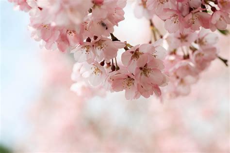 Cherry Blossom Wallpapers HD - Wallpaper Cave