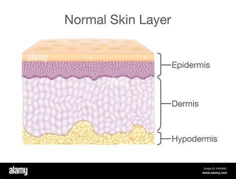 Human Skin Layers Histology