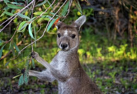 Grey Kangaroo Eating Leaves, Australia - Stock Photo - Dissolve