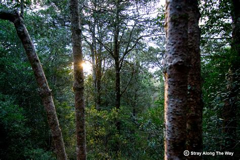 Walking with elephants in the Knysna forest - Stray Along The Way