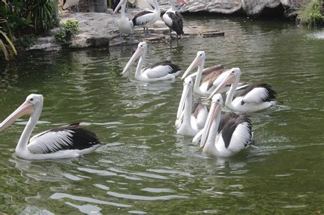 Burung Pelikan Makan Ikan