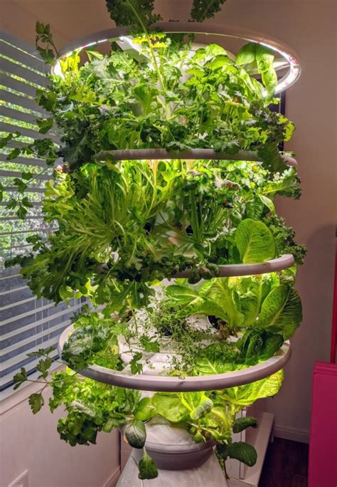 Lettuce Grow Farmstand review: A hydroponic garden fit for beginners ...