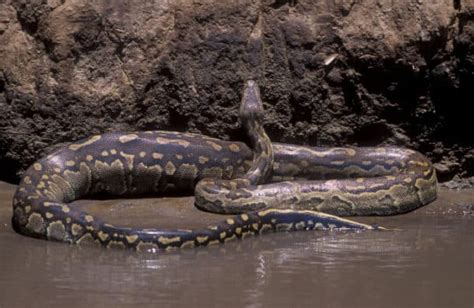 African Rock Python - Facts About the Largest Snake in Africa