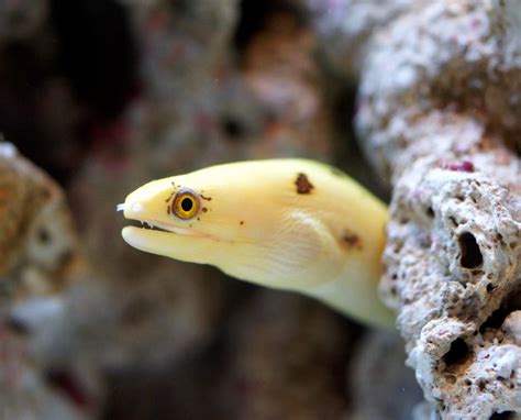 Banana Moray Eel