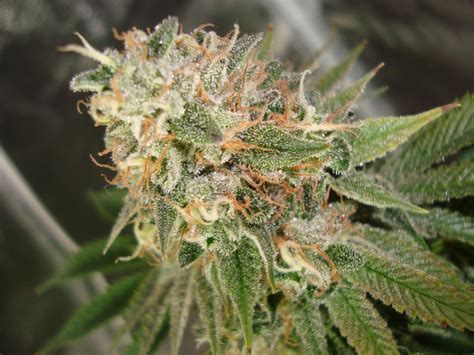 Cookies Kush - Infos Variétés - Cannabible.org