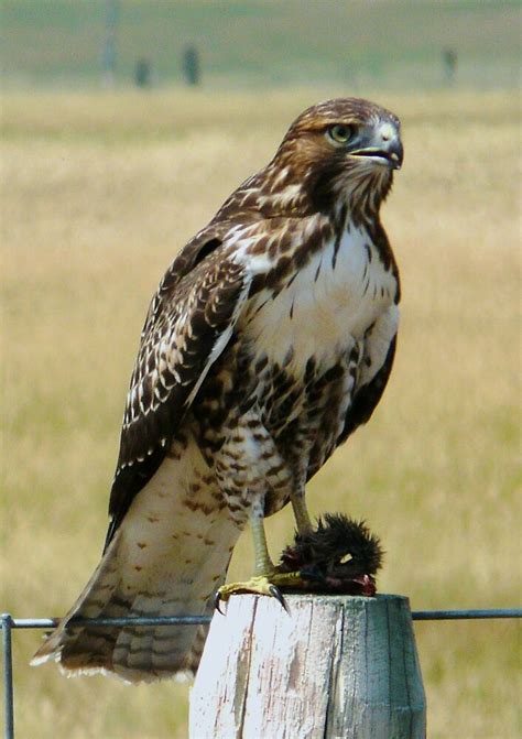 "Juvenile Golden Eagle with Prey" by lokn4sure | Redbubble