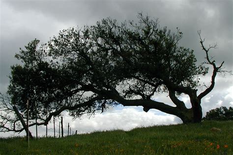 Pacheco State Park, California Country Living, Regional, State Parks ...