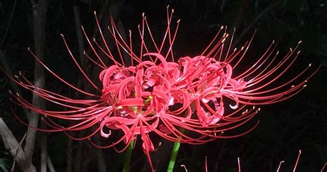 Red Spider Lily (Higanbana): A Symbol of Autumn...and Death?