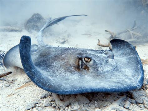 Giant Saltwater Stingray