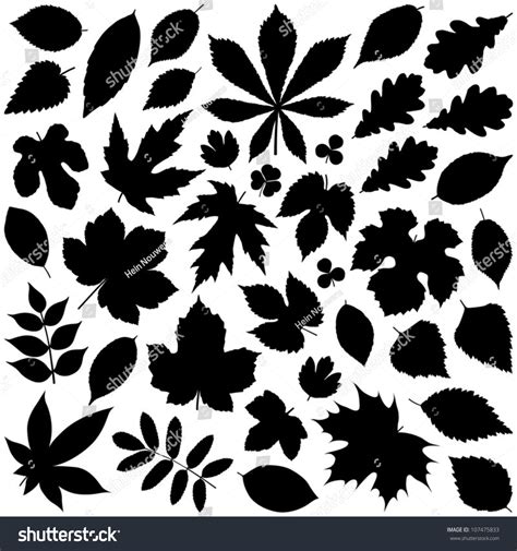 Leaf Collection - Vector Silhouette - 107475833 : Shutterstock