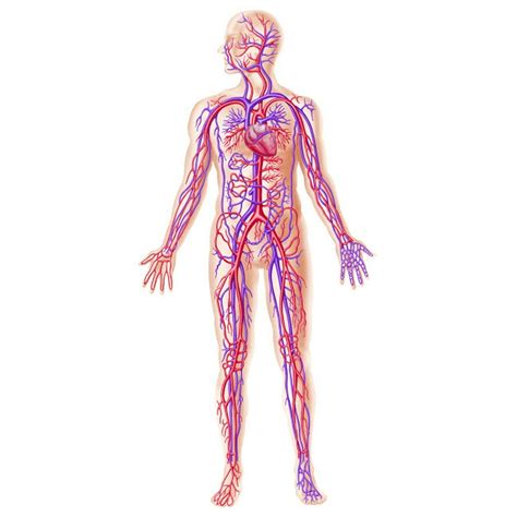 Anatomy of human circulatory system Poster Print by Leonello Calvetti ...